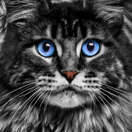 Velour Panel Maine Coon Katzenportrait blau