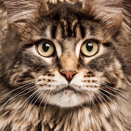 Velour Panel Maine Coon Katzenportrait braun - grün