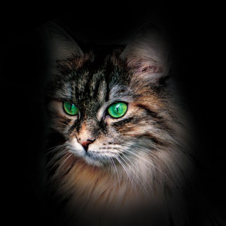 Panel Katze mit grünen Augen
