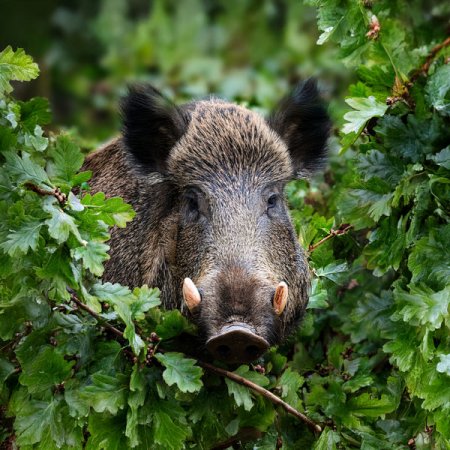 Samt-Panel Wildschein in Eichen