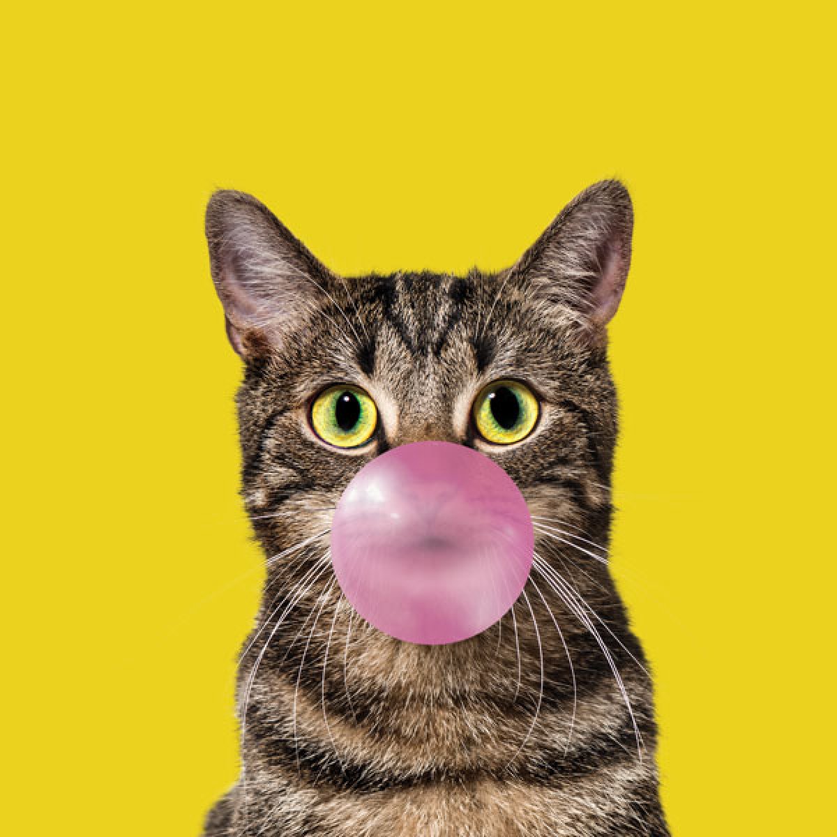 Velour Panel Bubble Gum Katze "gelb"