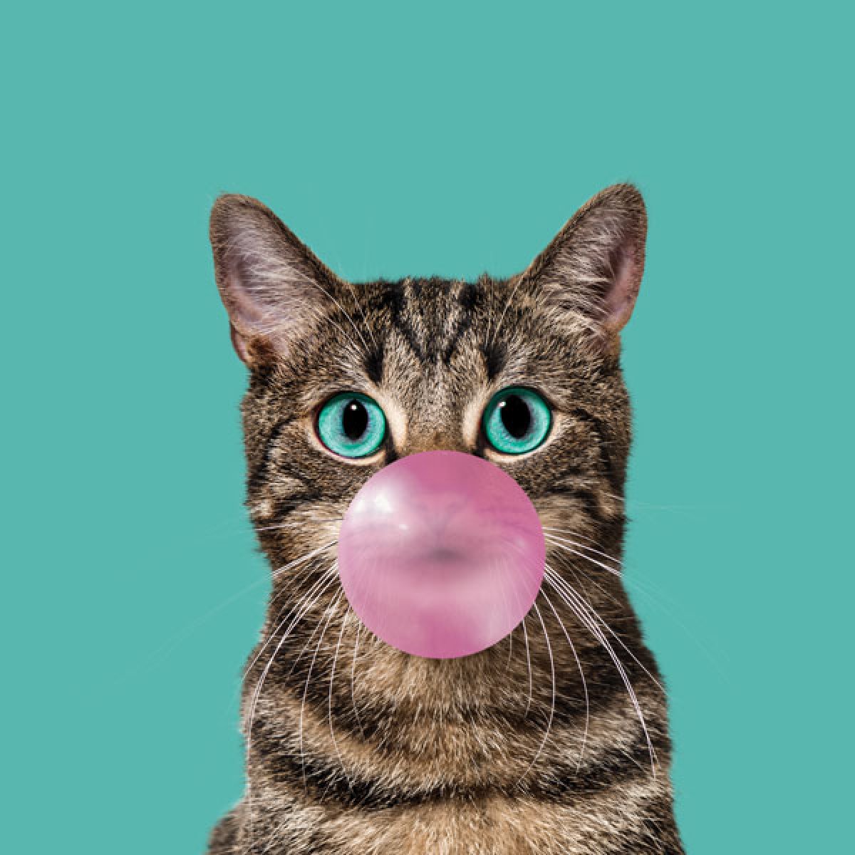 Velour Panel Bubble Gum Katze "türkise"