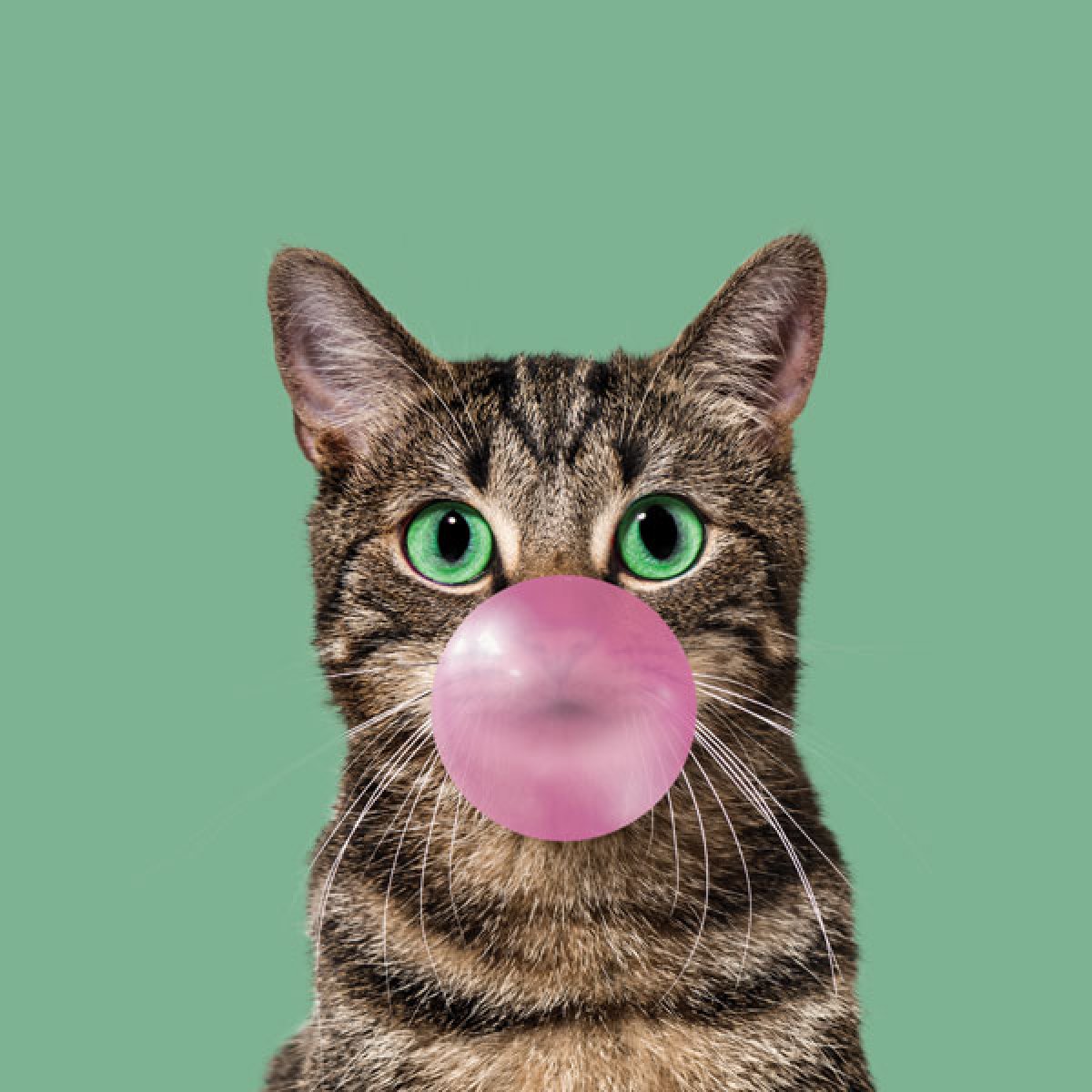 Velour Panel Bubble Gum Katze "grün"